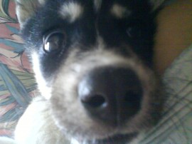 Cosita